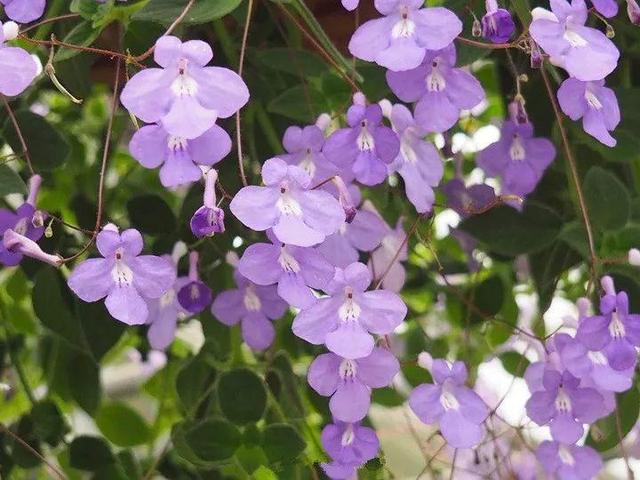 贝拉小蜜蜂草本身体乳