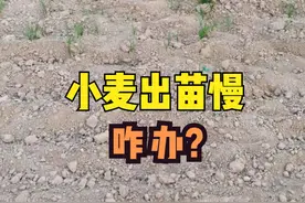 农田湿度大，小麦出苗慢怎么办？别着急，3个技巧，小麦也能高产图片