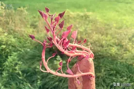 几天没见，蕃薯就发芽了，还能吃吗？图片