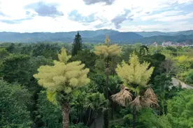 “三花聚顶”：版纳植物园贝叶棕开花，一辈子只开一次，一株2400万朵小花图片
