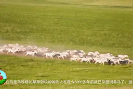 生长在乌珠穆沁草原，被誉为草原圣灵的白马，到底有何不同？视频封面