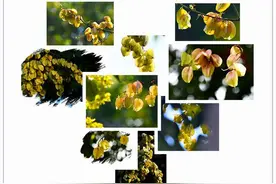 【“醉”美鉴湖，一“鉴”钟情】 雨落黄金半树花，栾树绣满鉴湖秋（续篇）图片