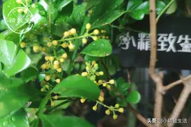 米兰花养护难，最难在服盆，解决“原罪”，每年轻松3茬花图片
