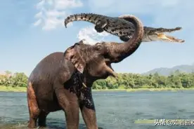 非洲大草原上的“巨大”霸主！狮子被踩踏脚下！犀牛也惨遭蹂躏图片