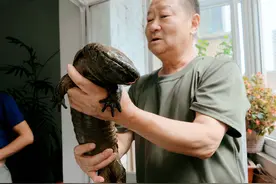 娃娃鱼的“诡异市场”：仅3%流向餐桌，热潮后谁落得一地鸡毛？图片