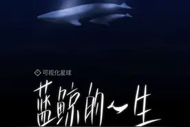 蓝鲸的一生图片