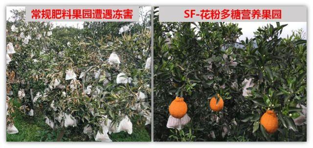 花粉多糖和氨基酸肥哪个才是作物促根首选？听听专家怎么说