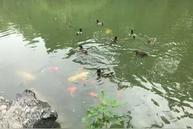 北大燕园，四季流转图片