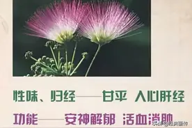 花卉养生——合欢花图片