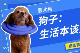 意大利的狗砸：生活本就该如此惬意图片