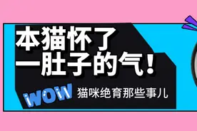 流浪猫花花绝育后，生了一肚子气！猫咪手术需要注意的那些事儿图片