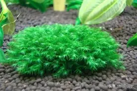 鱼缸造景搭配攻略，这6种草，随便选几种，放进鱼缸不用管了图片