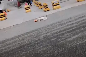 狗躺在马路中间，男子以为狗出事了，走近一瞧后笑喷，男子：傻狗图片