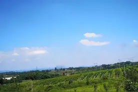 重庆蓝莓采摘，1.5小时开拢基地，还有烧烤、露营、民宿图片