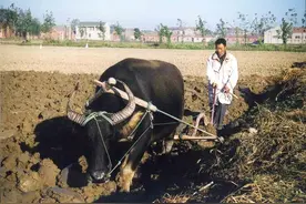 农村谚语准的可怕，你都听过吗？图片