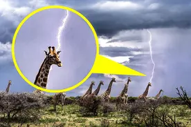 最容易被雷劈死的动物，还会被树杈勒死！为何长颈鹿要长长脖子？图片