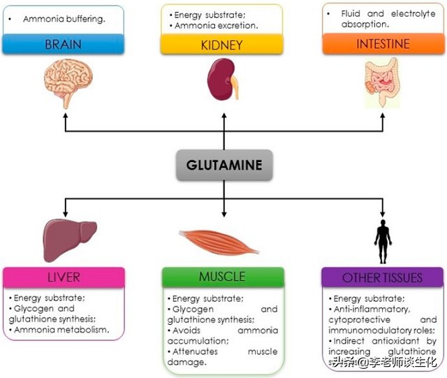 氨基酸的合成代谢与必需氨基酸（二）