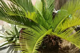 原来铁树得这样养啊图片