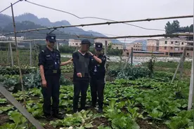 现实版“偷菜”香吗？辽宁一女子菜地薅300斤白菜，只为省钱吗？图片