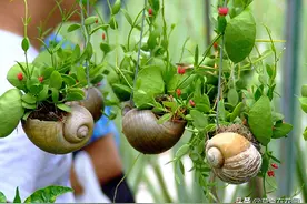 用蜗牛壳种植物，你想象不到的创意图片