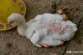了解鹅痛风发病的根源，有针对性的提前做好预防，痛风并不可怕图片