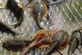 甘肃发现“三眼怪物”，可在太空中繁育后代，在日本被当成宠物图片