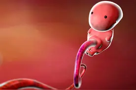 怀孕是场“宫斗”大戏，原来母体和胎儿也会发生战争，你知道吗？图片