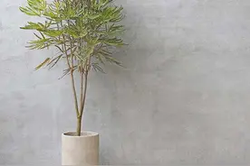 不要只知道养绿箩，看这盆天生丽质难自弃，真的是人间绝色啊图片