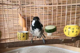 我国30多种鸟类可以在笼养条件下繁殖，而繁殖率比较高的仅这几种图片