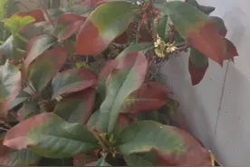 桂花叶片干尖，焦尖？问题全在这里，一步到位，叶子油绿花香十里图片