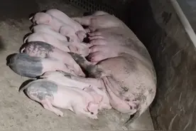 猪妈妈和猪孩子睡姿大视野，太牛逼了图片