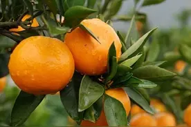 想吃酸甜的橘子，不知选哪种好，酸甜适中非雪峰蜜橘莫属图片