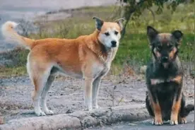 小小说：我是一条狗图片