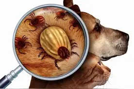 老祖宗去跳蚤的“偏方”，流传至今很有用图片