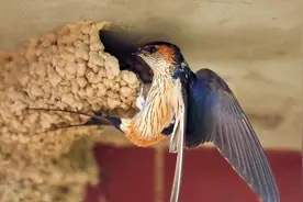 燕子为啥喜欢跟人类住在一起？它真的会看风水挑选好人家筑巢吗？图片