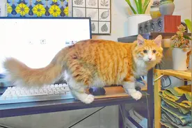 铲屎官给大橘猫剪指甲和梳毛 猫咪表示很喜欢 吸猫啦