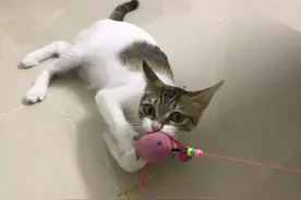 我亲手给猫戴的某款驱虫项圈，差点要了猫的命图片