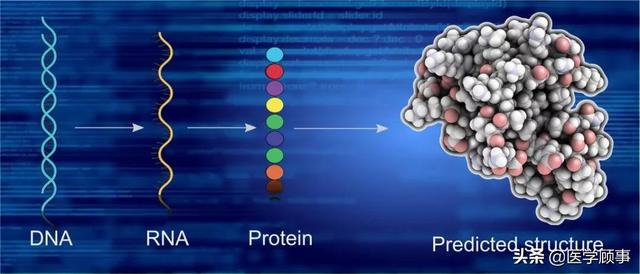 人工智能 AlphaFold根据基因序列预测了蛋白质的三维结构