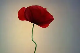 《做一个会表达的女人》：提高自身“养分”，做一个会说话的女人图片