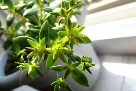 林草科普|多肉植物图片