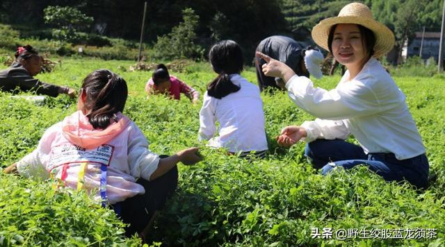 胶股篮花能泡水喝吗 2026年胶股蓝泡茶怎么作用 胶股篮花能泡水喝吗 2026年胶股蓝泡茶怎么作用