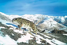 林草科普|雪豹：远离人类的大猫图片