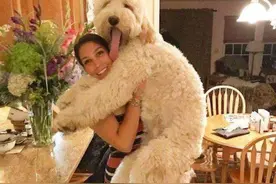 为什么泰迪满大街可见，但是“巨贵”却很少人养？图片