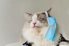 创意猫咪摄影 你戴口罩时的样子 跟这只猫一模一样图片