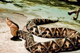 不可一世的五步蛇，为何令人如此恐惧，被咬之后真的只能走五步？图片