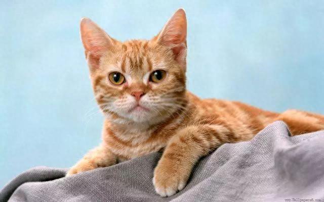 猫的撕碎逾期伤害，教育猫咪的六大原则是什么 配图01