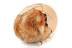 江苏的黑暗料理“毛蛋”，是我吃过的最有罪恶感的食物图片