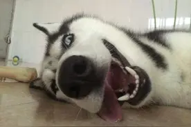 为什么哈士奇逐渐走在失宠的边缘呢？这6个缺点令人望而生畏图片