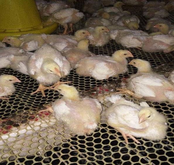 鸡皮肤胀气吃什么药 鸡皮肤胀气吃什么药