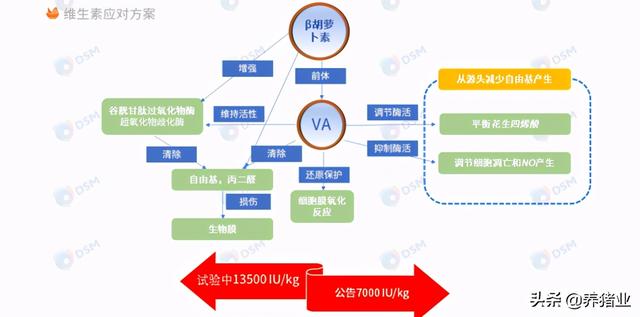 李曼大会听课笔记连载（二）（母猪营养、生长速度、应激、无抗）
